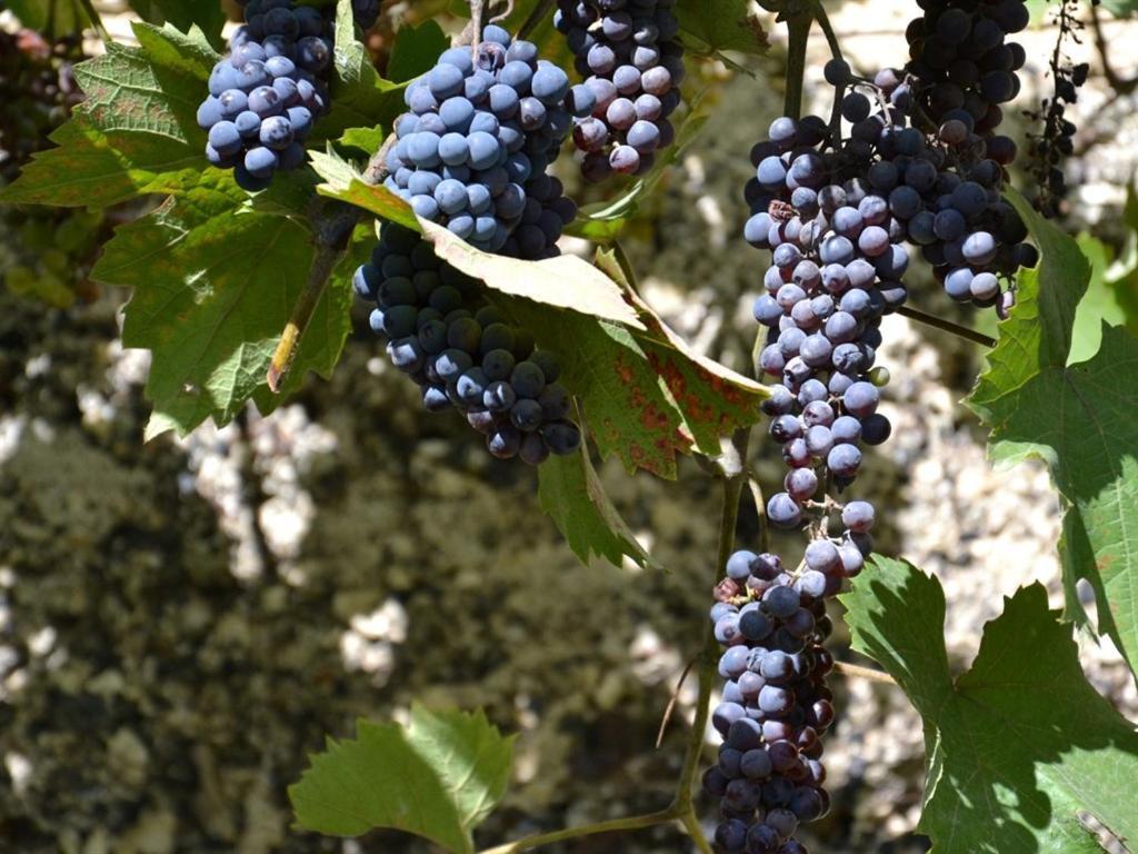 La Deviniere Otel Donzère Oda fotoğraf